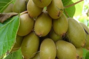 Kiwi-Fruit-3.jpg