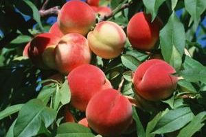 Peach-3.jpg